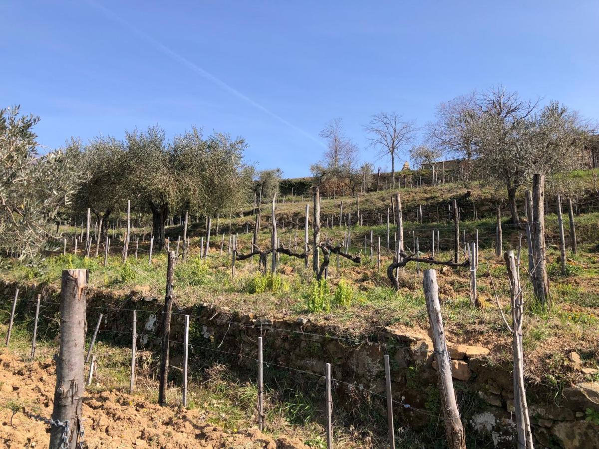 Podere Soccorso Casa Vigneto Montalcino Eksteriør billede